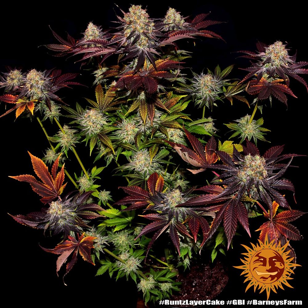 Runtz x Layer Cake Barney's Farm