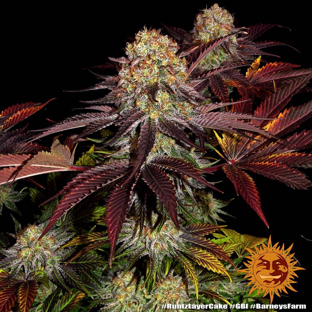 Runtz x Layer Cake Barney’s Farm