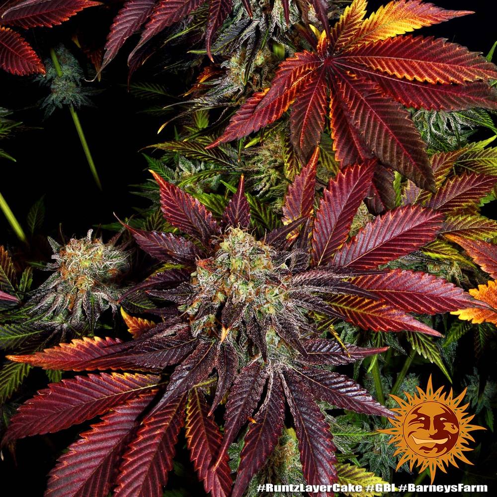 Runtz x Layer Cake Barney’s Farm