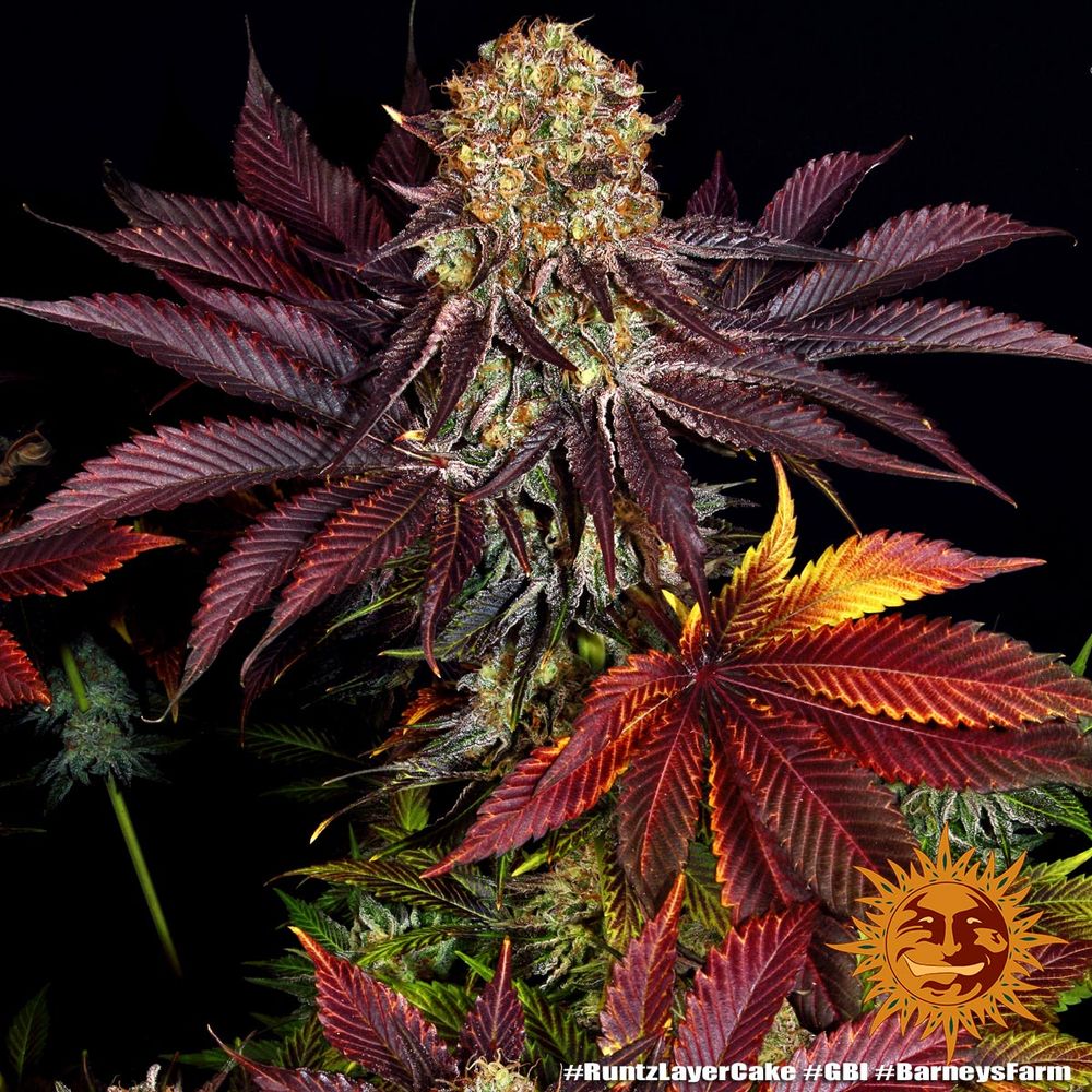 Runtz x Layer Cake Barney’s Farm