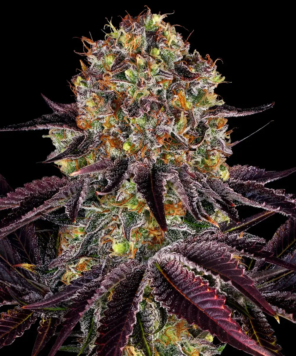 Runtz x Layer Cake Barney’s Farm