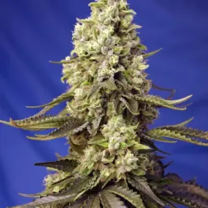 Runtz XL Auto von Sweet Seeds