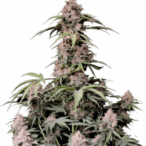 Amnesia Z Auto von Fast Buds