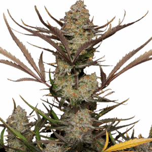 Apple Strudel Auto von Fast Buds