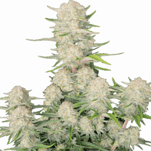 Apricot Auto von Fast Buds