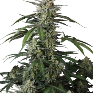 Banana Guava Auto von Fast Buds