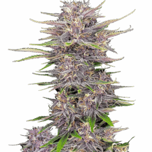Banana Purple Punch Auto von Fast Buds