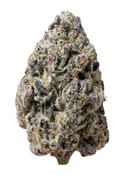 Biscotti Gelato von Fast Buds