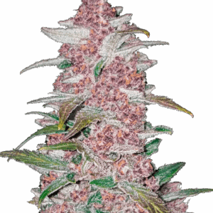 Blackberry Auto von Fast Buds