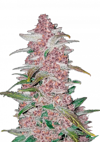 Blackberry Auto von Fast Buds