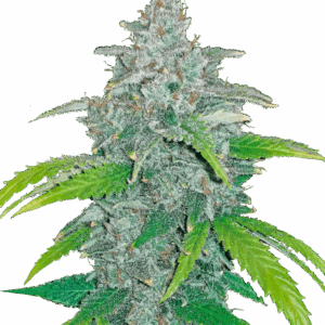 Blue Dream Auto von Fast Buds