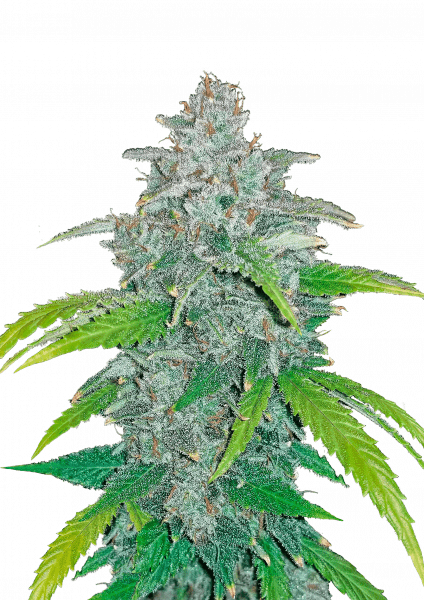 Blue Dream Auto von Fast Buds