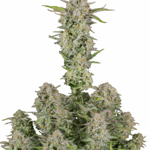 Bruce Banner Auto von Fast Buds