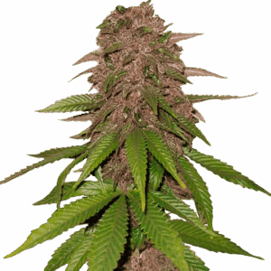 C4 Auto von Fast Buds