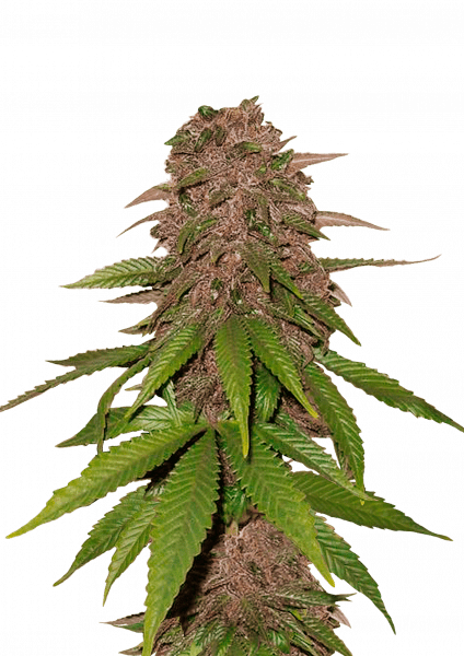 C4 Auto von Fast Buds