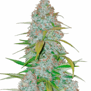 Californian Snow Auto von Fast Buds