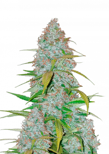 Californian Snow Auto von Fast Buds