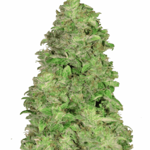 CBD Auto 20