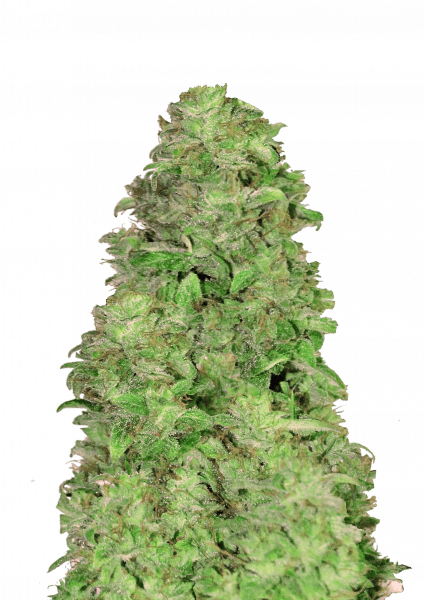 CBD Auto 20