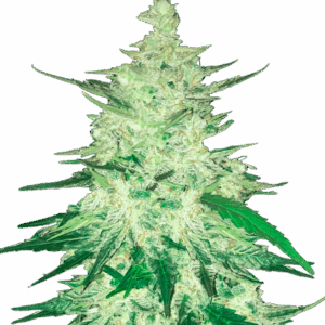 CBD Auto 1