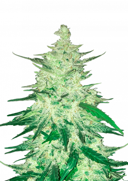 CBD Auto 1