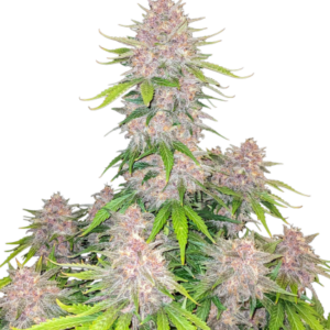 Cherry Cola Auto von Fast Buds