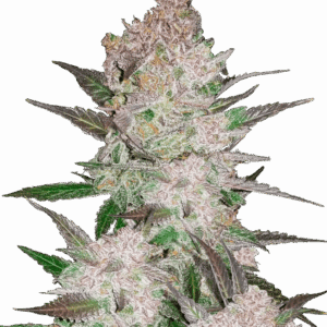 Cream Cookies Auto von Fast Buds