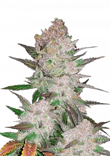 Cream Cookies Auto von Fast Buds