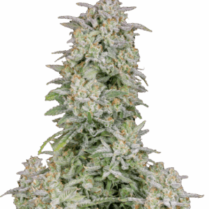 Forbidden Runtz Auto von Fast Buds