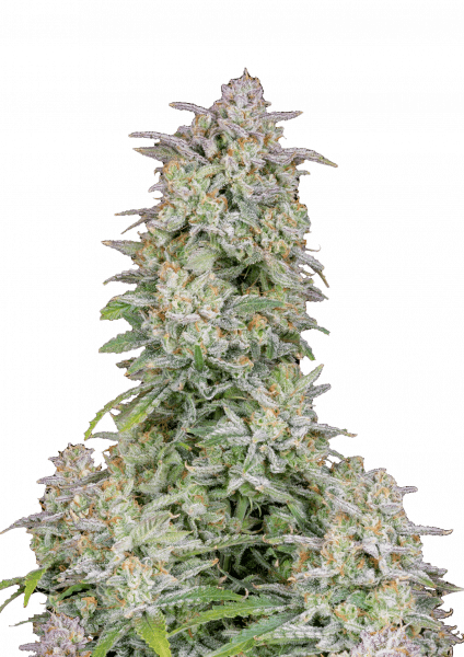 Forbidden Runtz Auto von Fast Buds