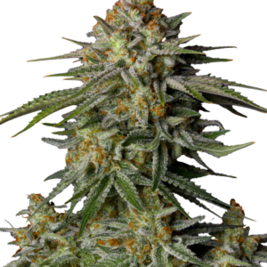 GG4 Sherbet FF von Fast Buds