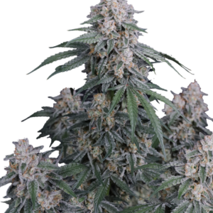 GMO Auto von Fast Buds