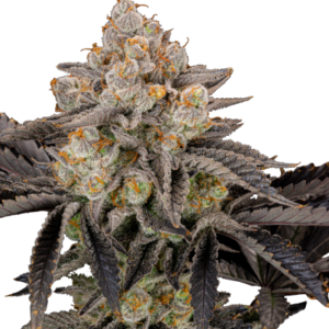 Gorilla Cookies FF von Fast Buds