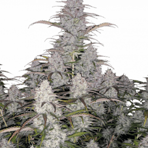 Green Crack Auto von Fast Buds