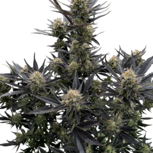 Guava Auto RF3 von Fast Buds
