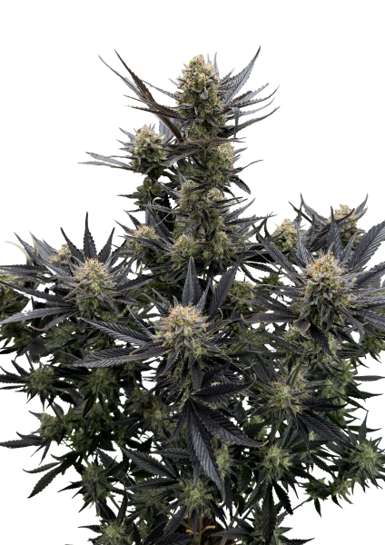 Guava Auto RF3 von Fast Buds