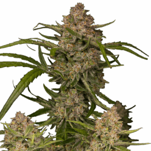 Guava Auto von Fast Buds