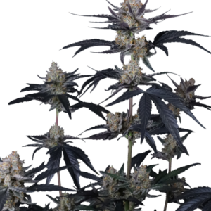 Guava Runtz Auto von Fast Buds