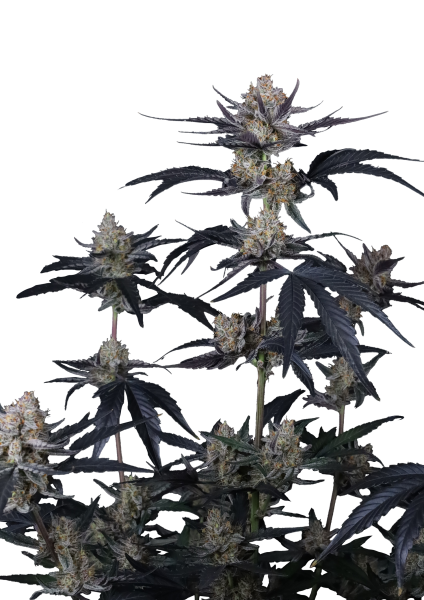 Guava Runtz Auto von Fast Buds