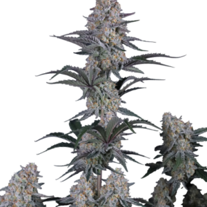 Guava Sundae Auto von Fast Buds