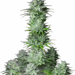 Kosher Cake Auto von Fast Buds