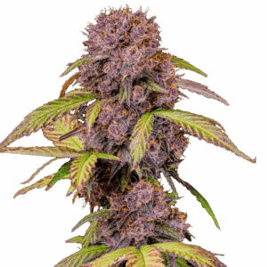 Lemon Cherry Cookies Auto von Fast Buds