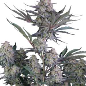 Lemon Tree Auto von Fast Buds