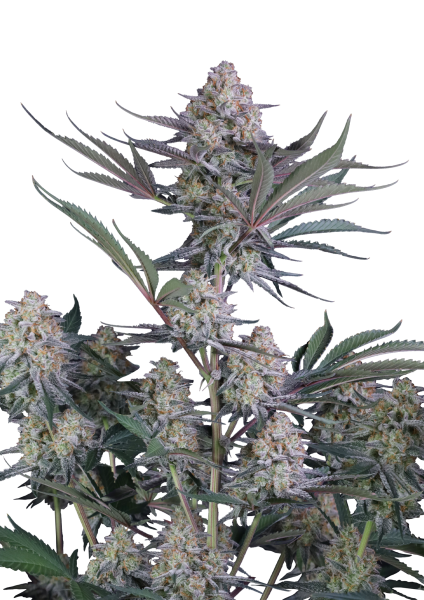 Lemon Tree Auto von Fast Buds