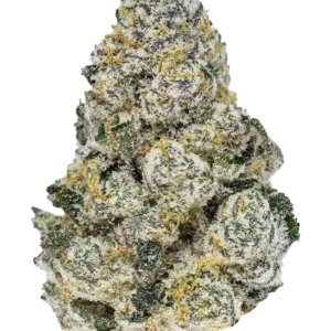 Lemonpaya von Fast Buds