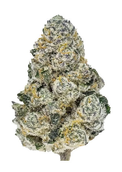 Lemonpaya von Fast Buds