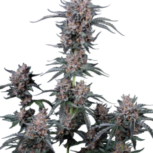 Mango Cherry Runtz Auto von Fast Buds