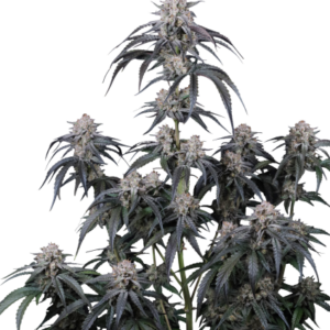 Mango Frost Auto von Fast Buds