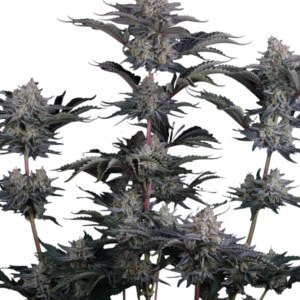 Mendo Frost Auto von Fast Buds