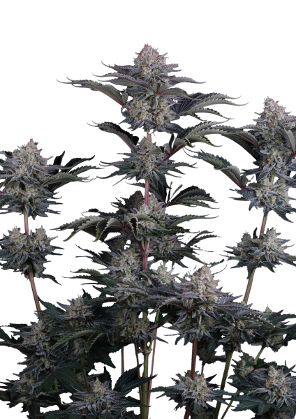 Mendo Frost Auto von Fast Buds
